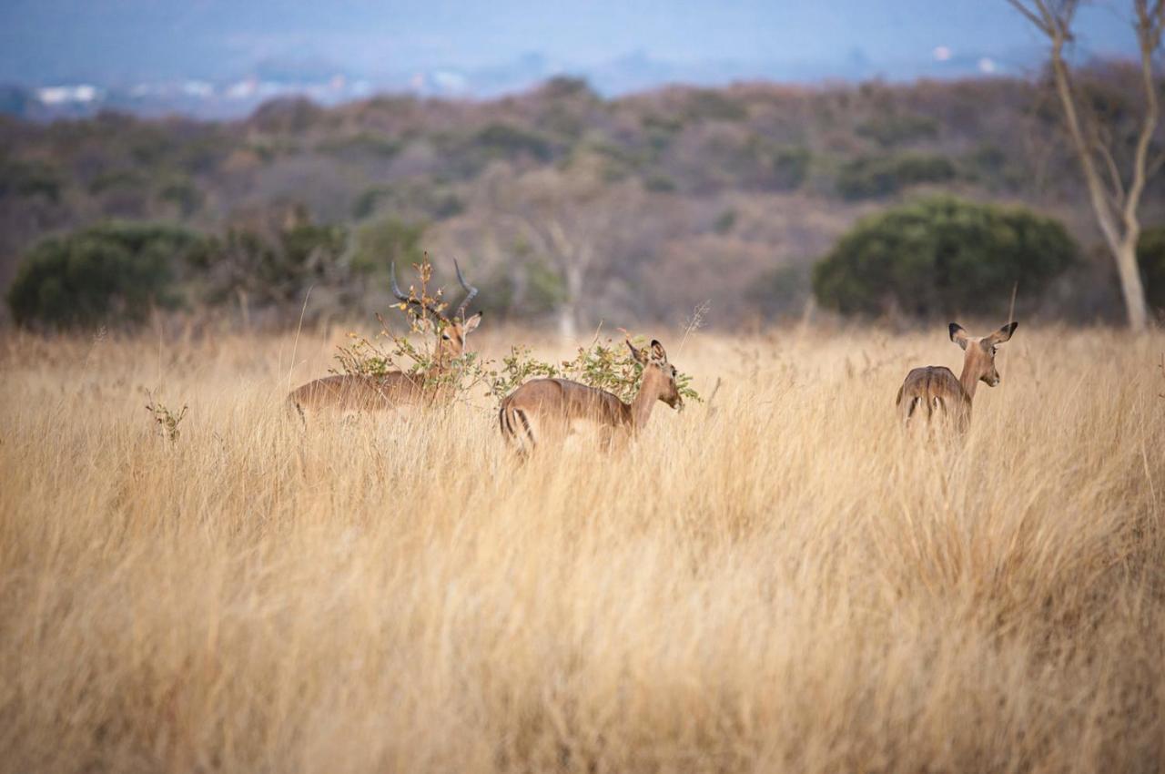 Tholo Manzi Private Game Farm Vila Zeerust Exterior foto